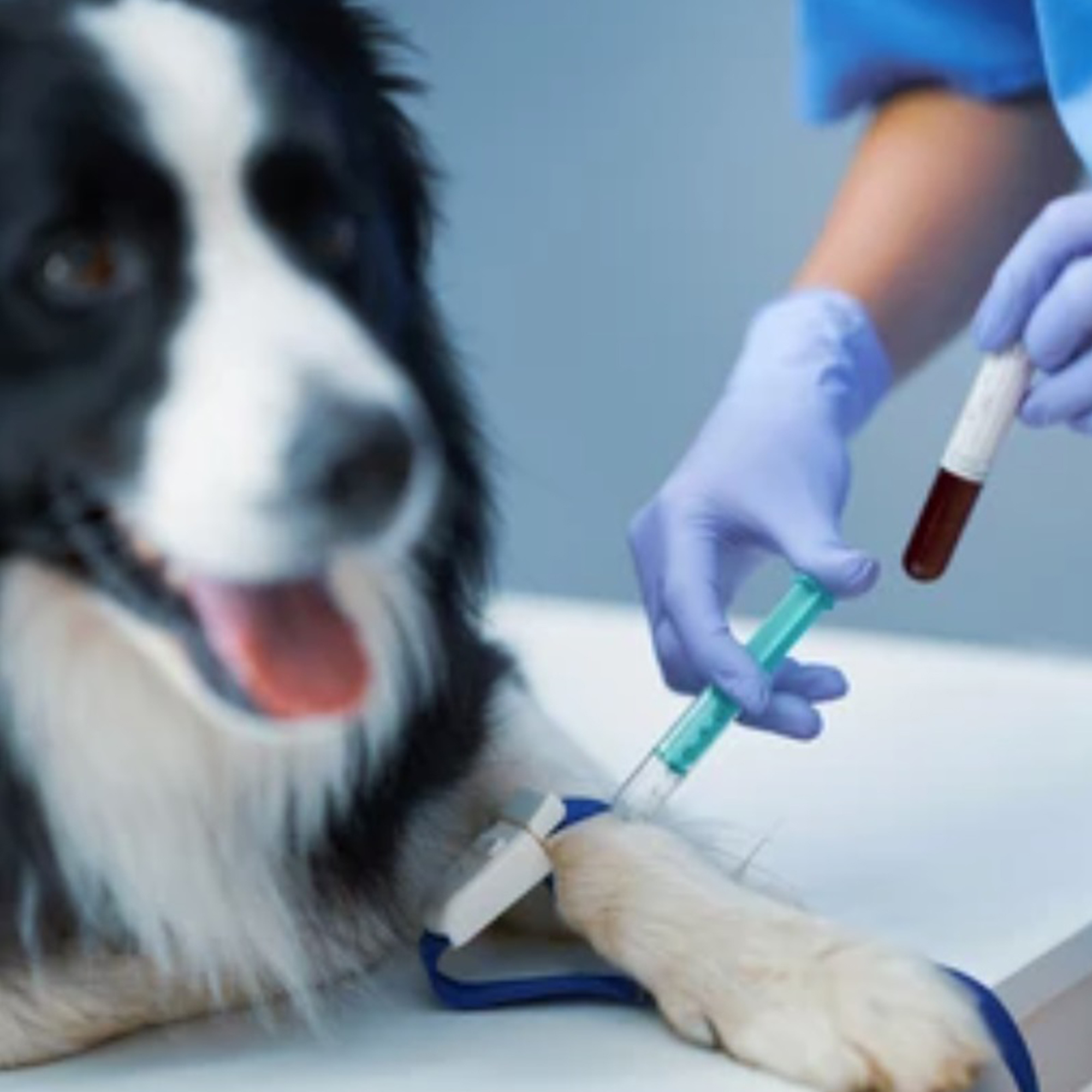 Veterinary/VETERINARY TESTS/Veterinary Rapid Tests